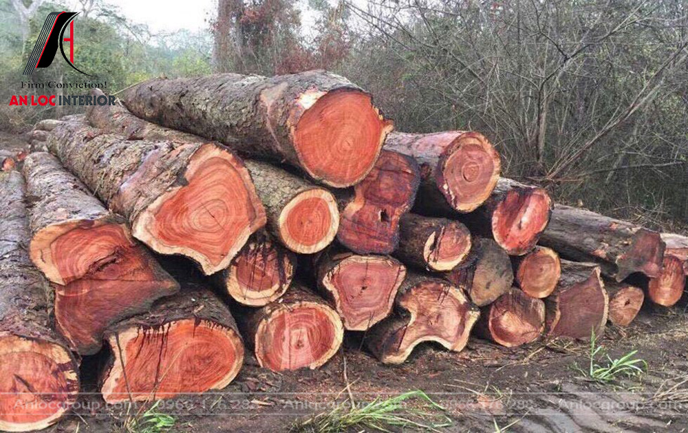 Các loại gỗ tự nhiên là gì
